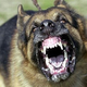 Illustration for article titled Dogs Attack!